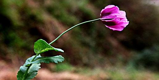 车队经理模拟游戏《F1车队经理2022》 现已在Steam发售